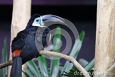 Ramphastos vitellinus, Channel billed Toucan Stock Photo