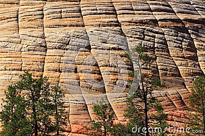 Details of Checkerboard Mesa Petrified Sanddune in Morning Light, Zion National Park, Utah, USA Stock Photo