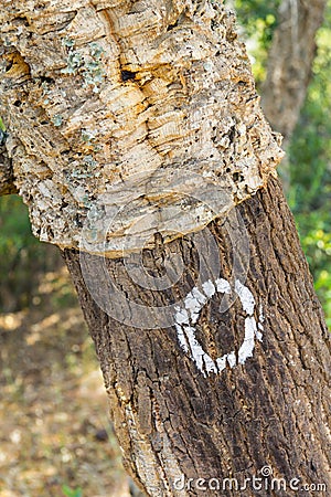 Details of Cork in a Sobreiro tree in Santiago do Cacem Stock Photo