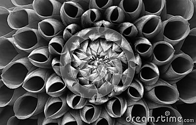 Details of dahlia flower macro photography. Black and white photo emphasizing texture, high contrast and intricate floral pattern Stock Photo