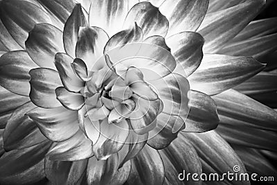 Details of dahlia fresh flower macro photography. Black and white photo emphasizing texture and patterns Stock Photo