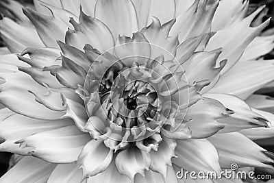 Details of dahlia fresh flower macro photography Stock Photo