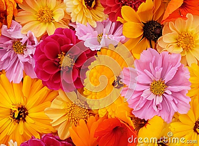 Details of flower background with yellow, pink and red blooms Stock Photo