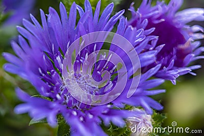 Details of the flowers and buds of the Stokesia, which still blooms beautifully in autumn Stock Photo