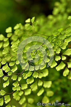 Details of the foliage of Adiantum capillus-veneris Stock Photo