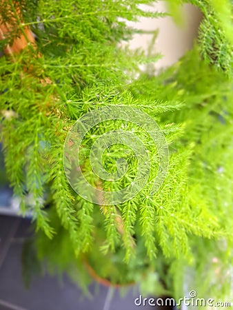Details of a green beutiful plant Stock Photo