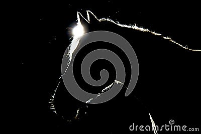 A details of horses with backlighting in the meadow Stock Photo