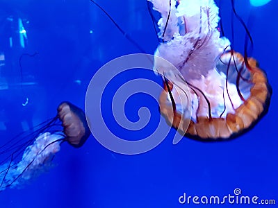 Details of jellyfish in an aquarium Stock Photo