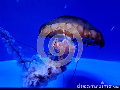 Details of jellyfish in an aquarium Stock Photo