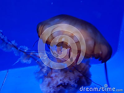 Details of jellyfish in an aquarium Stock Photo