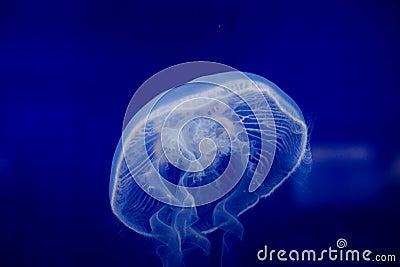 Details with a jellyfish inside an aquarium Stock Photo