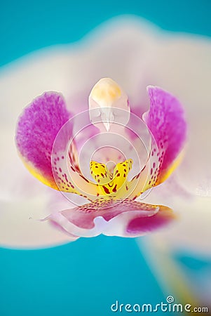 Details of labellum and column of white phalaenopsis orchid flower against solid cyan background Stock Photo