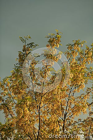 Details of a locust tree in sunset light over a cloudy sky. Stock Photo