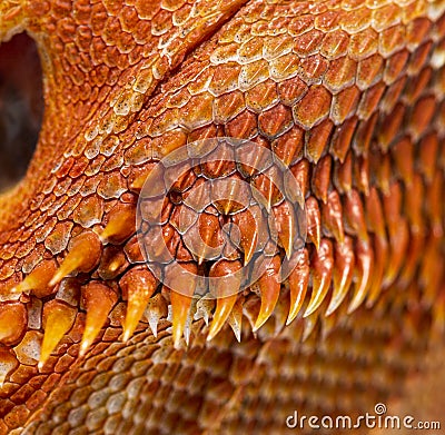 Details, macro of reptile scales of Pogona Stock Photo