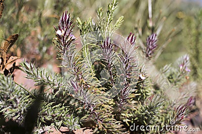 Details of a Muraltia hysteria fynbos plant Stock Photo