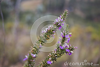 Details of a Muraltia hysteria fynbos plant Stock Photo