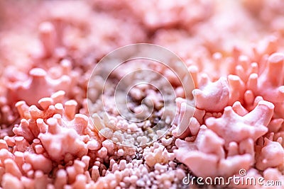 Details of mushroom fruiting body at growth, fungiculture and cultivation of Pleurotus djamor Stock Photo