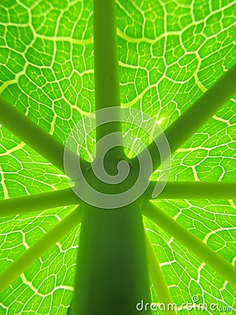 Details of Papaya leaf with stem Stock Photo