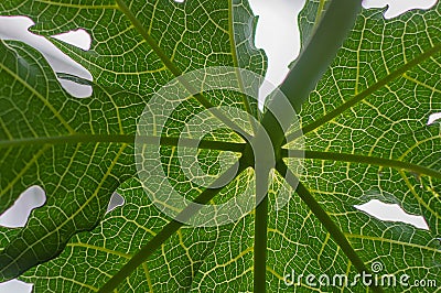 Details and pattern of papaya leaves Stock Photo