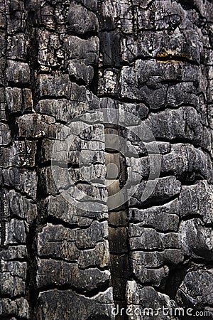 Details with patterned surface texture of burnt wood Stock Photo