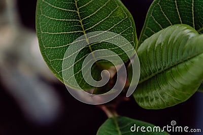 Details of a plumeria with blurred background Stock Photo