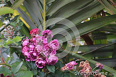 Details of roses in the garden of the house Stock Photo