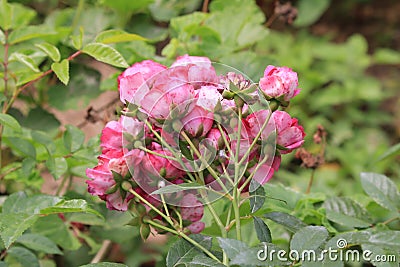 Details of roses in the garden of the house Stock Photo