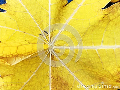 Details and shapes of yellow papaya leaves Stock Photo