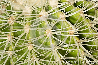 Details of sharp curved spines of an Echinocactus grusonii cactus Stock Photo
