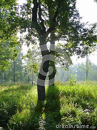 Details of silhouetted trees Stock Photo
