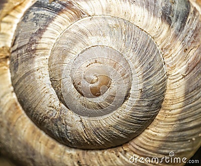 Details on the snail puppy Stock Photo