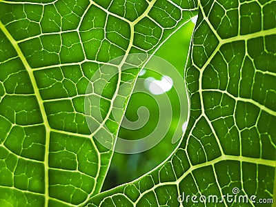 details of the texture of papaya leaves Stock Photo