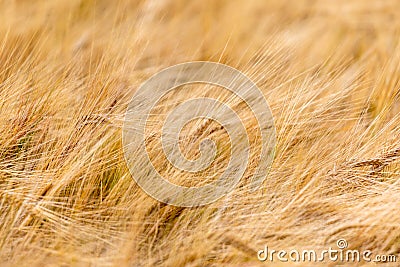 Details of a wheat field in Scotland Stock Photo