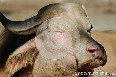 Details of a white buffalo Stock Photo
