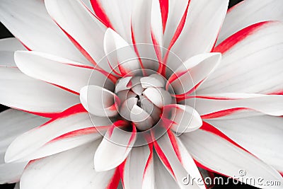 Details of white dahlia flower with red lines macro close up photography. Dahlia floral head in the centre as abstract intricate. Stock Photo