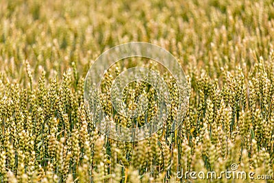 Details of a Wild Wheat Field Stock Photo