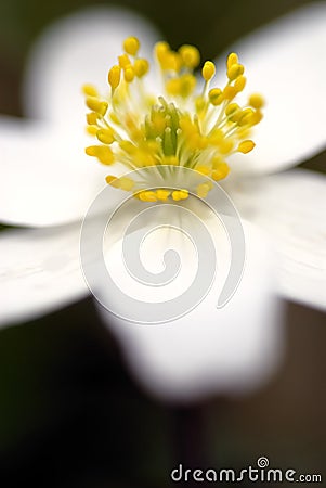 Details of wood anemone Stock Photo
