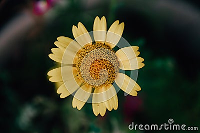 Details of a yellow flower with blurred background Stock Photo