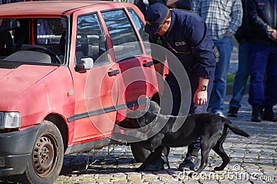 Explosives Detection dog Editorial Stock Photo