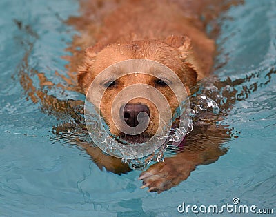 Determined Dog Swimming Stock Photo