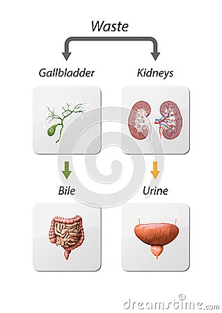 Detox Pathways, From entering toxins in liver to Neutralize and eliminated via kidneys and gall bladder. detoxification, 3d render Stock Photo