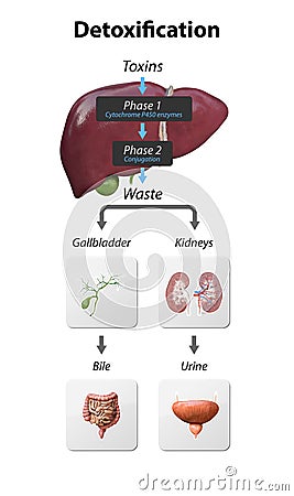 Detox Pathways Explained. From entering toxins in liver to Neutralize and eliminated via kidneys and gall bladder. detoxification Cartoon Illustration