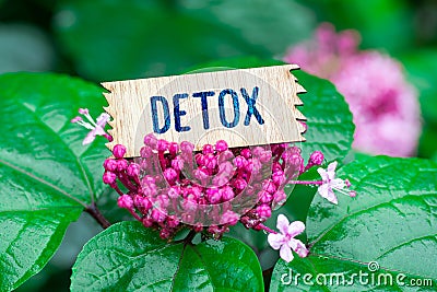 Detox in wooden card Stock Photo