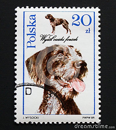 Deutsch Drahthaar on the postage stamp from Poland Editorial Stock Photo