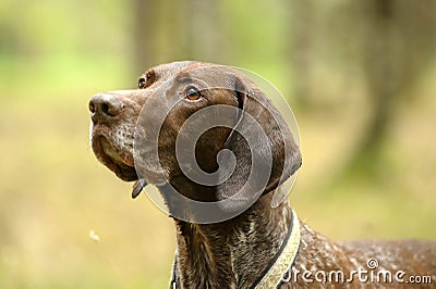 Deutsch Kurzhaar dog Stock Photo