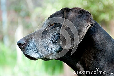 Deutsch Kurzhaar dog in garden Stock Photo