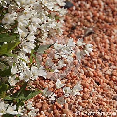 Deutzia crenata `Nikko` in bloom with pink gravel soil Stock Photo