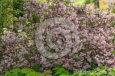 Deutzia purpurascens Kalmiiflora, shrub with pinkish-white flowers Stock Photo