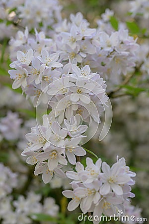 Hybrid Deutzia x rosea Campanulata, tiny white flowers Stock Photo