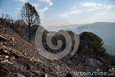 Mediterranean mountain forest after wildfire Stock Photo